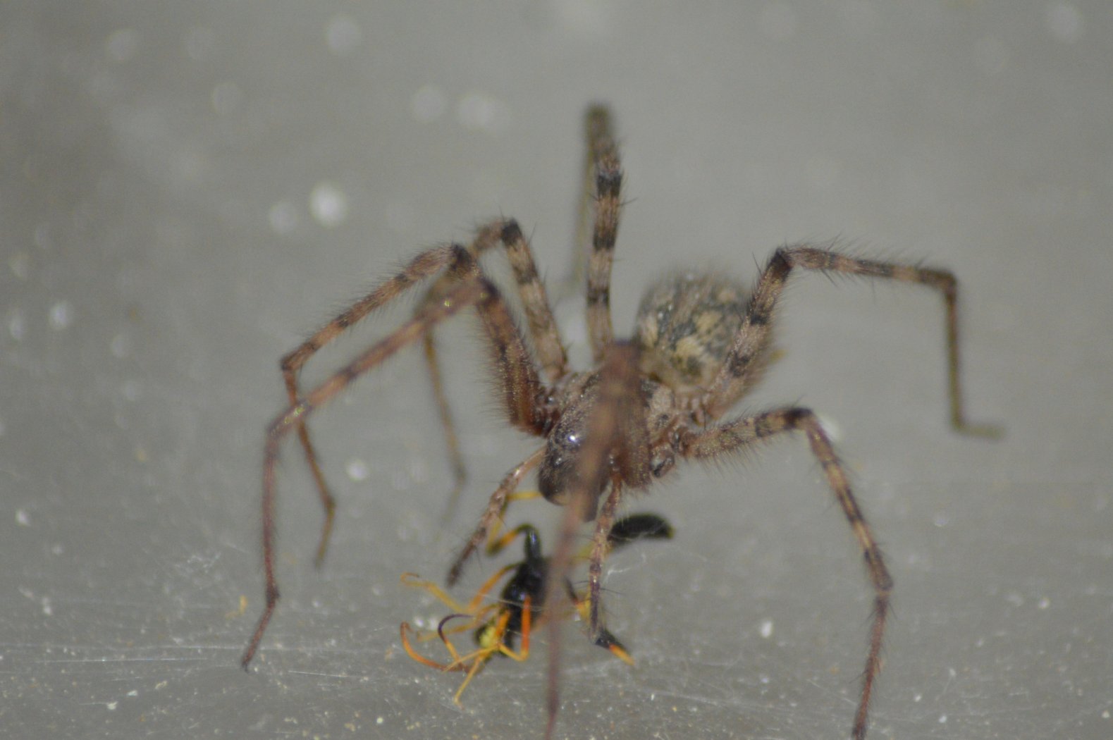 Tegenaria parietina preda imenottero - Ziano Piacentino (PC)